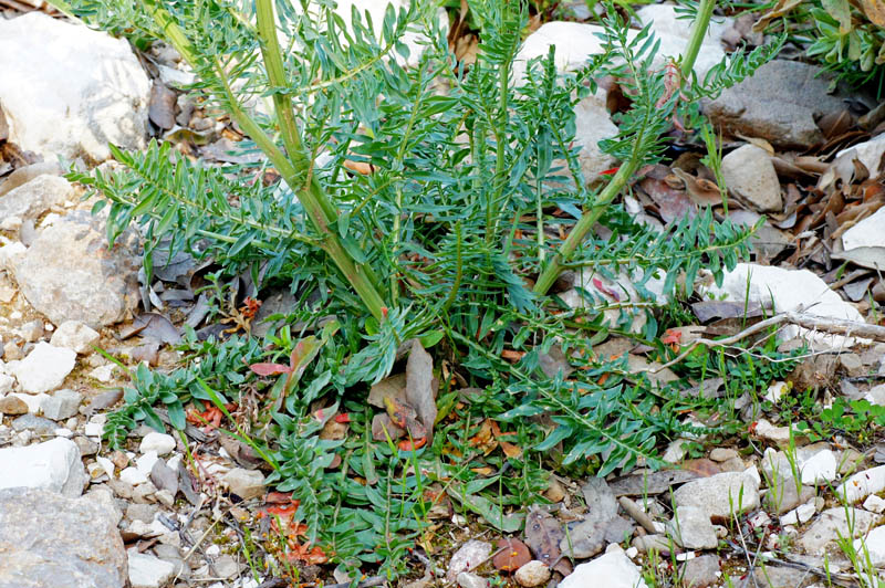 Reseda alba.